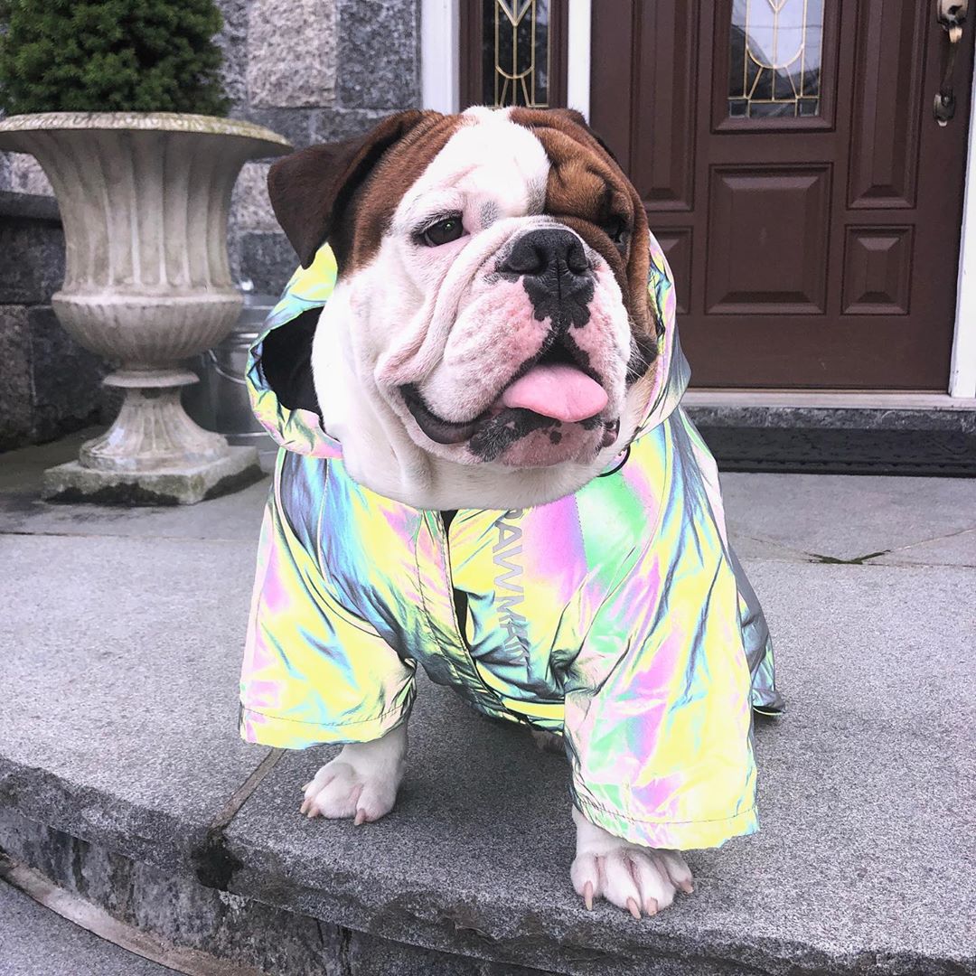 Regenmantel für Hunde